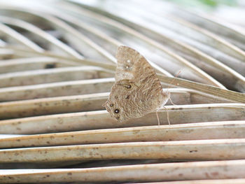 Close-up of butterfly