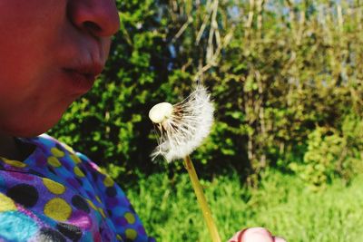 Close-up of dandelion flower against blurred background