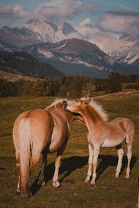 Horses on field against mountain