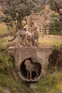 Cheetah with cubs in forest