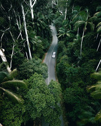 Aerial view of car on street amidst forest