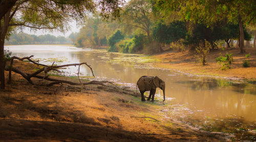 On a hot day, a young calf takes a drink to cool off. this tranquil scene set in the lower zambezi