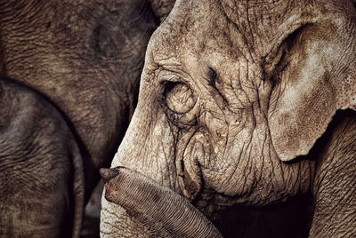 Close-up of elephant