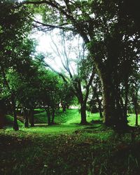 Trees growing on landscape