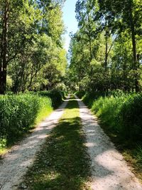 Road amidst trees in park