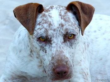 Close-up portrait of a dog