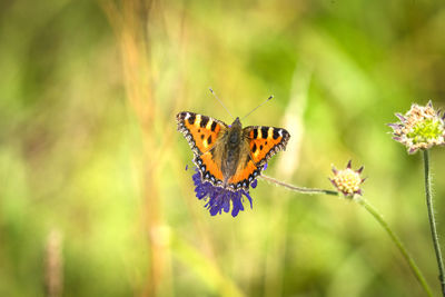 Close-up of butterfly pollinating on purple flower