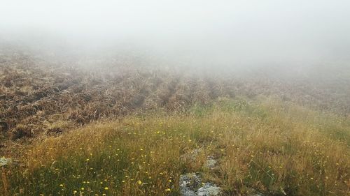 Scenic view of field during foggy weather