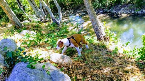High angle view of horse in forest