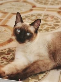 Close-up portrait of a cat