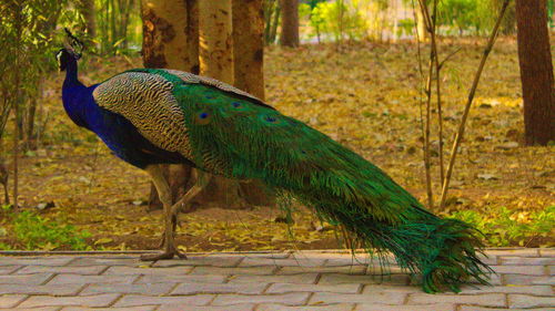 Peacock in zoo