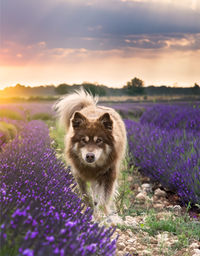 Dog running on field against sky during sunset