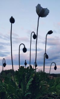 Close-up of flowering plants on land against sky