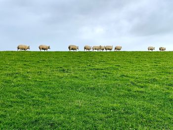 View of sheep on grassy field