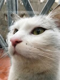 Close-up portrait of cat