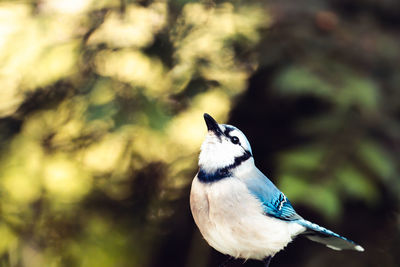 Close-up of bird perching on tree