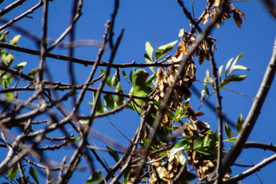 Low angle view of flower tree against blue sky