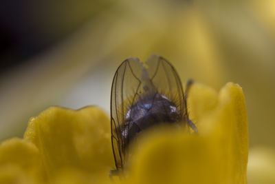 Close-up of insect on yellow flower