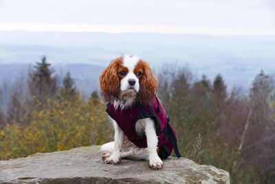 Cavalier king charles spaniel dog  in a warm winter coat on a rock in front of scenic view