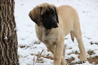 Close-up of dog standing on snow field