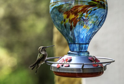 Close-up of bird perching on a feeder
