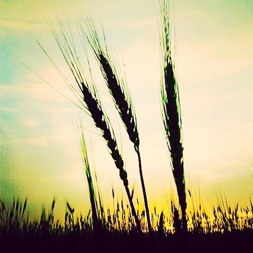 sunset, growth, plant, sky, nature, tranquility, beauty in nature, tranquil scene, grass, scenics, field, crop, silhouette, stalk, cereal plant, reed - grass family, idyllic, rural scene, cloud, agriculture