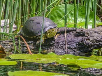 Close-up of a turtle in lake