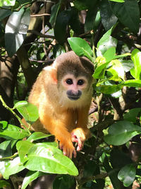 Portrait of a monkey