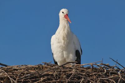 Low angle view of bird perching on nest against clear blue sky