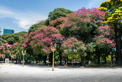 Trees on field