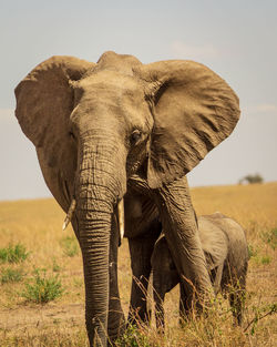 Elephant with calf in savannah, kenya