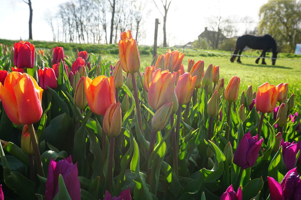 CLOSE-UP OF TULIPS IN PARK DURING AUTUMN