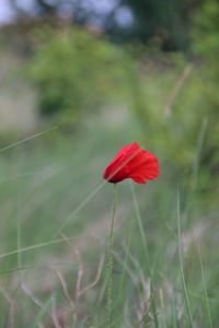 Close-up of poppy blooming on field