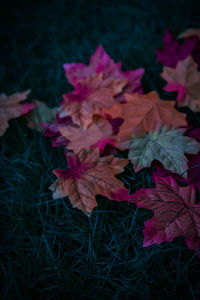 High angle view of maple leaves on field