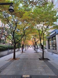 Street amidst trees and plants in city