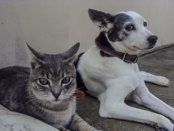 Close-up of cat