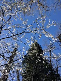 Low angle view of trees against blue sky