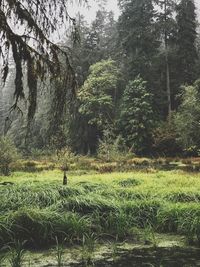 Scenic view of forest against sky