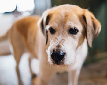 Close-up of brown dog