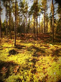 Trees in forest