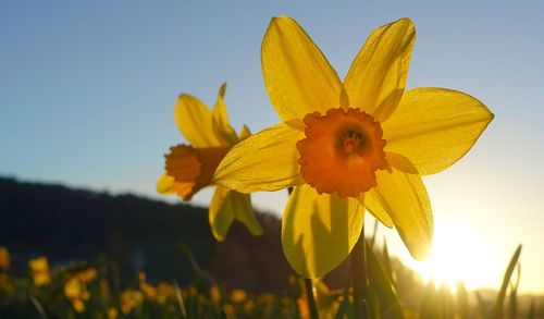 Close-up of yellow flowering plant against clear sky