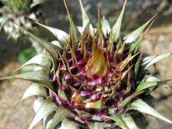 Close-up of flower growing outdoors