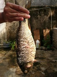 Close-up of hand holding fish