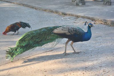 High angle view of birds on road