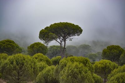 Trees in forest against sky