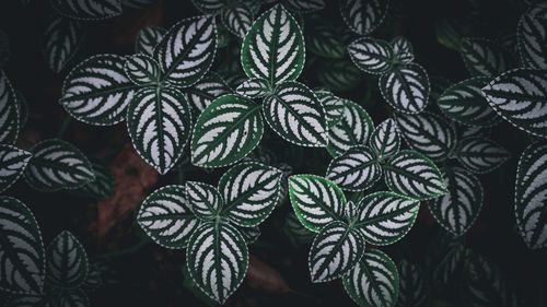 Full frame shot of leaves