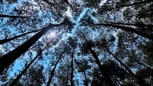 Low angle view of trees in forest against sky