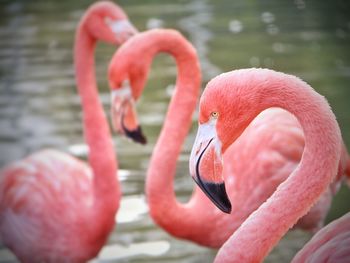 Close-up of birds in lake