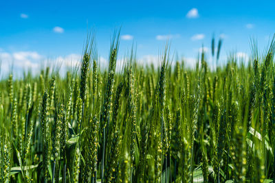 Close-up of wheat crops on field against sky