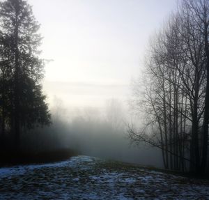 Scenic view of bare trees against sky during winter